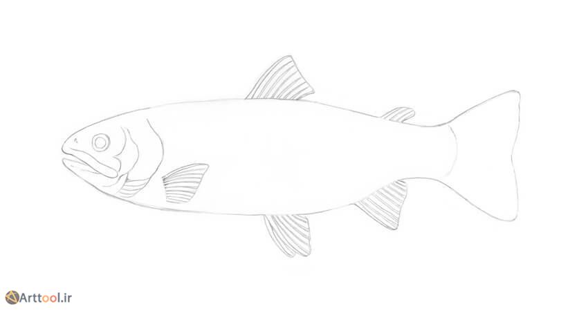 10a-drawing-fish-trout-refining-the-fins-details.jpg