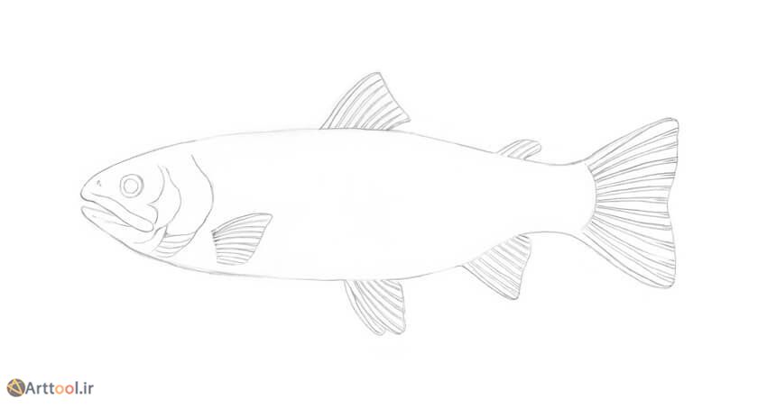 10b-drawing-fish-trout-adding-the-detail-of-the-tail-fin.jpg
