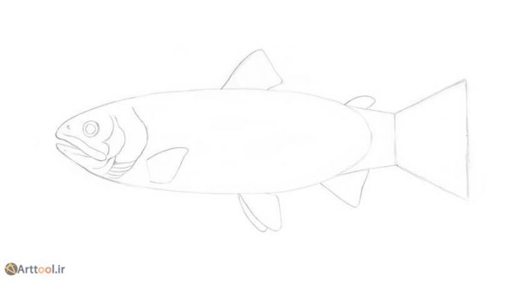 8c-drawing-fish-trout-details-of-the-head-768x409.jpg