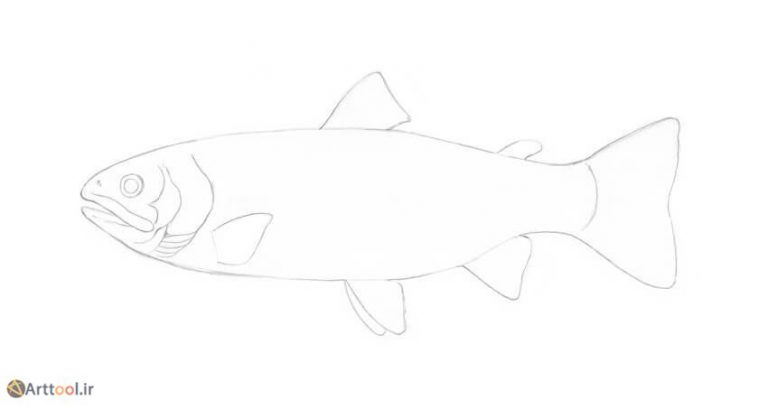 9-drawing-fish-trout-refining-the-contour-of-the-body-768x409.jpg