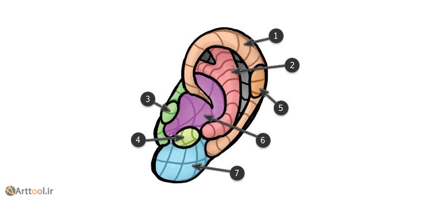 قطعات آناتومی ساختار گوش انسان
