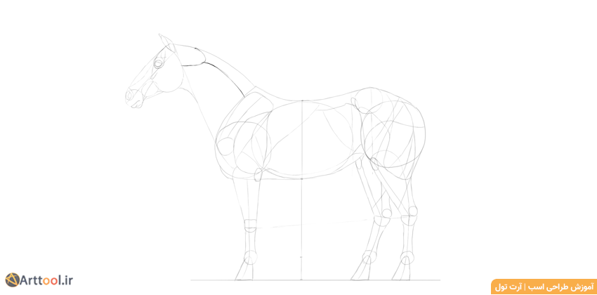 طراحی عضله بلند گردن اسب
