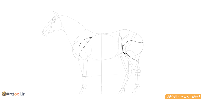 طراحی ماهیچه‌های ساده بدن اسب