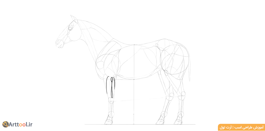 طراحی ماهیچه‌های ساعد اسب