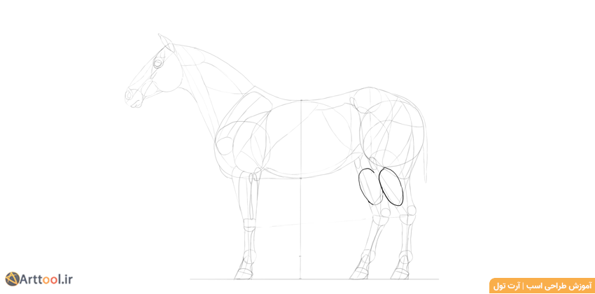 طراحی ماهیچه‌های اسب