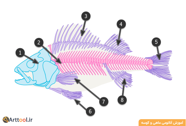اسکلت یک ماهی معمولی