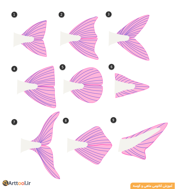 در اینجا تجسمی از انواع مختلف دم ماهی برای طراحی آمده است.