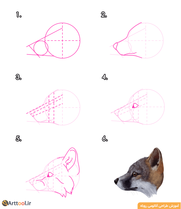 طراحی سر روباه خاکستری - نمای جانبی