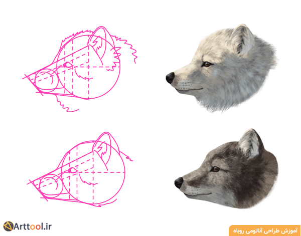 روباه قطبی - مقایسه فرم زمستان و تابستان