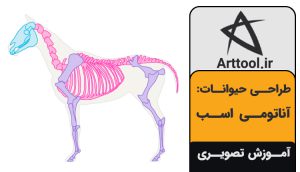 آناتومی اسب