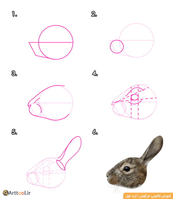 سر خرگوش جنگلی - نمای جانبی